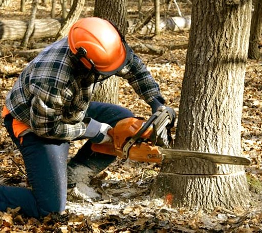 Tree Removal in Ashley Falls, MA